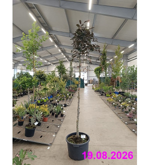 Fagus sylv. 'Purpurea Pendula' C 45 L
